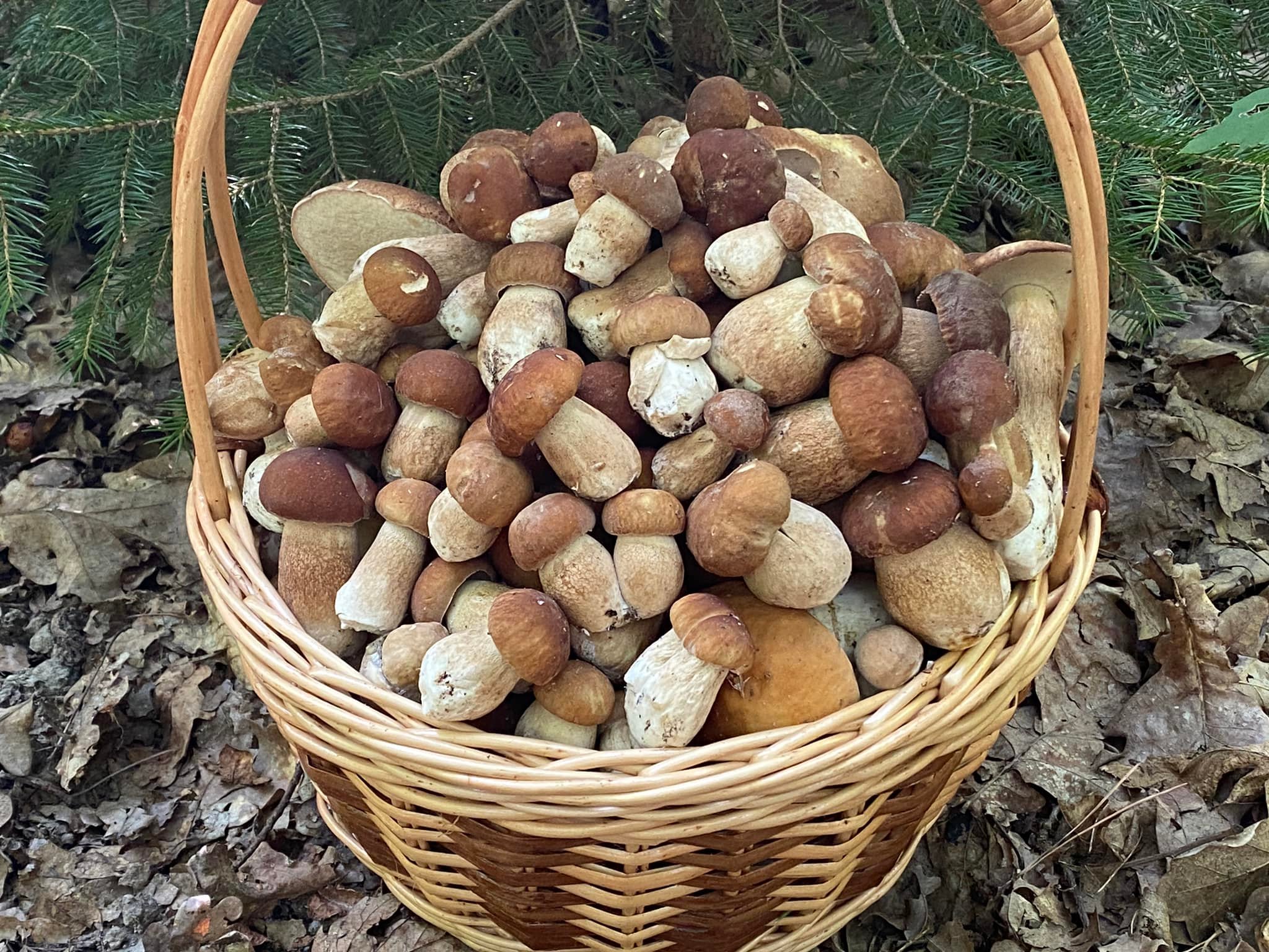 А такі гриби у Володимирському районі назбирав 22 серпня Микола Іваницький.