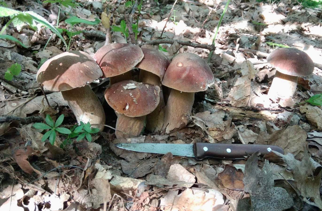 Такі грибочки виросли у лісі поблизу села Жабка Луцького району. Світлина – Alla Kyreyenko