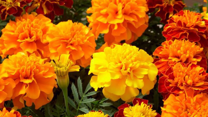 У Луцькому районі жінки поцупили висаджені комунальниками чорнобривці. ВІДЕО