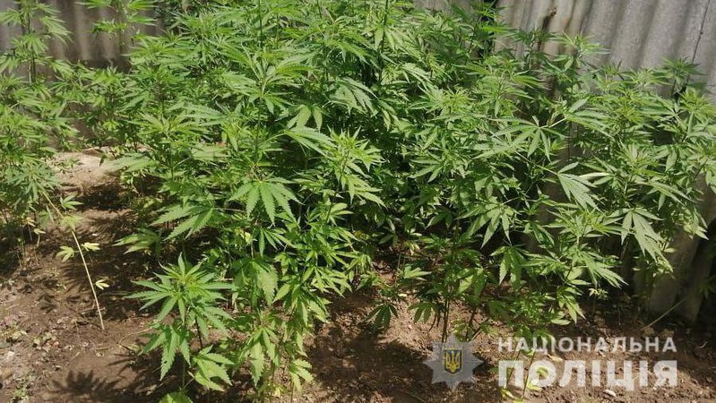 На Волині пенсіонерка вирощувала коноплі: як покарали порушницю