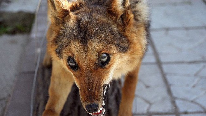 На Волині розкидатимуть приманки з вакциною для диких тварин проти сказу