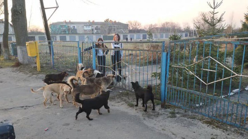 У Рожищі б’ють на сполох: у центрі міста безпритульні собаки покусали дітей