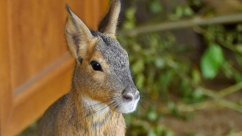 У Луцький зоопарк завезли новий вид гризунів