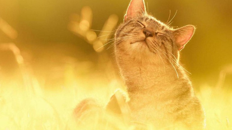 Чим порадує погода Україну: прогноз на вихідні