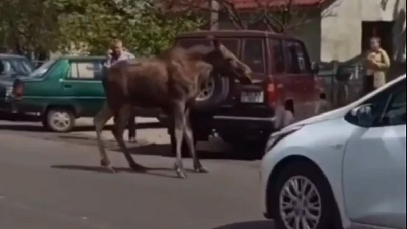У центрі Шацька розгулював лось