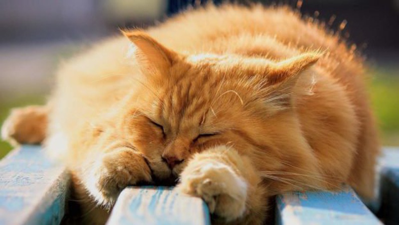 Сьогодні в Україні стане ще тепліше: температура підніметься до +18°