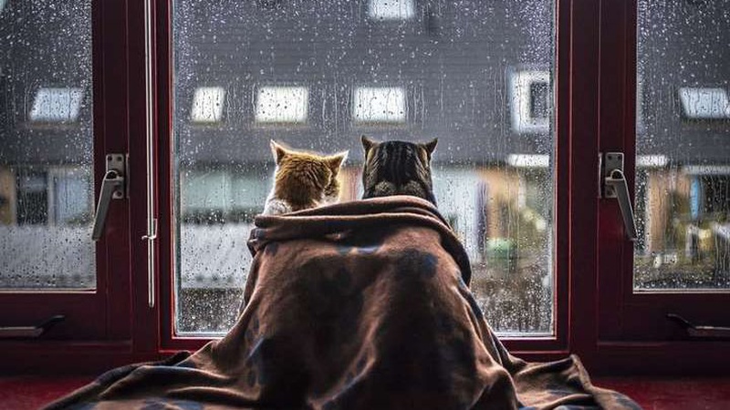 В Україні задощить і похолоднішає