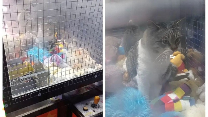 У Володимирі в автоматі з іграшками застряг кіт
