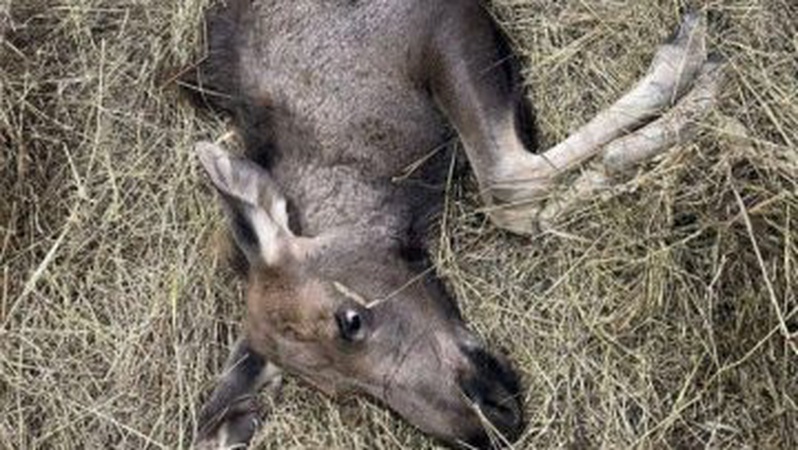 Померло лосеня, яке напоролося на огорожу на Волині