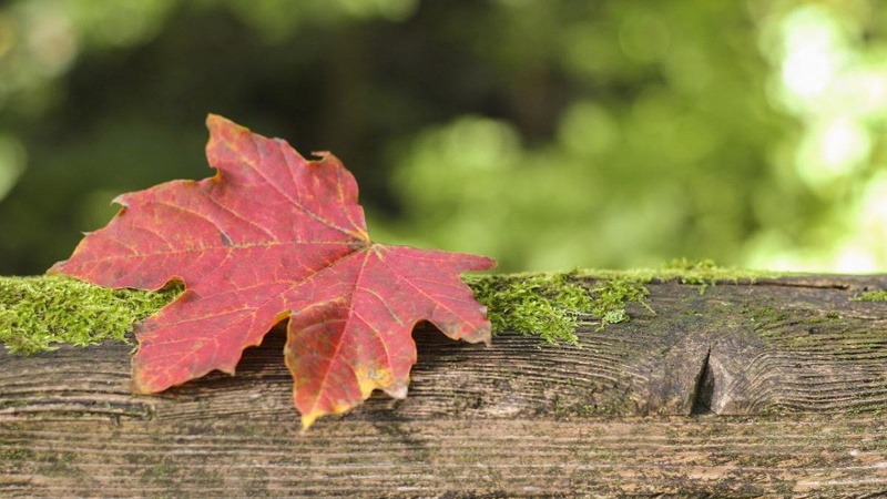 Хмарно, місцями опади: прогноз погоди на 7 листопада