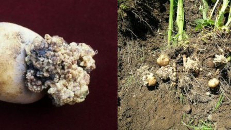 На Волині через рак картоплі запровадили карантин