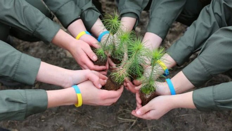 Ростіть сосни і дубочки: лісівники Волині та Рівненщини висадили понад півтора мільйони майбутніх дерев