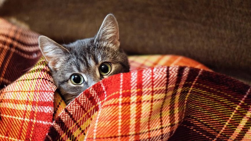 Синоптики спрогнозували погоду на Волині у вихідні: очікуються заморозки