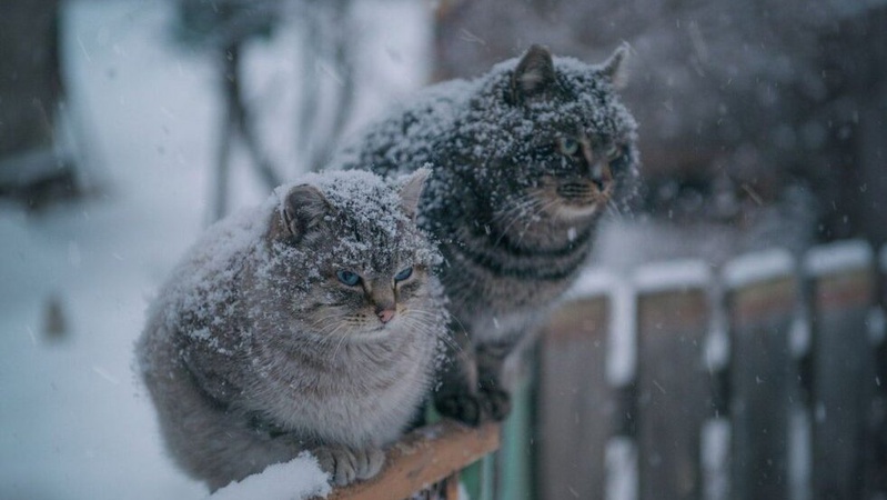 Мокрий сніг та туман у низці областей: прогноз погоди на 3 грудня