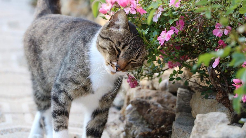 Без опадів і майже без хмар: прогноз погоди на 2 травня