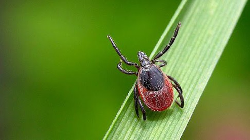 На Волині четверо грибників «підчепили» хворобу Лайма