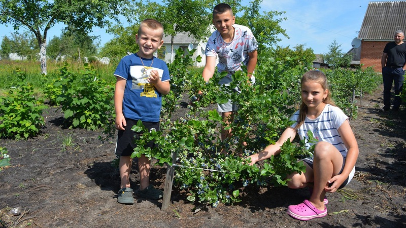 Вирощують малину, лохину та кролів: як молода сім’я Потапенків працює у волинському селі