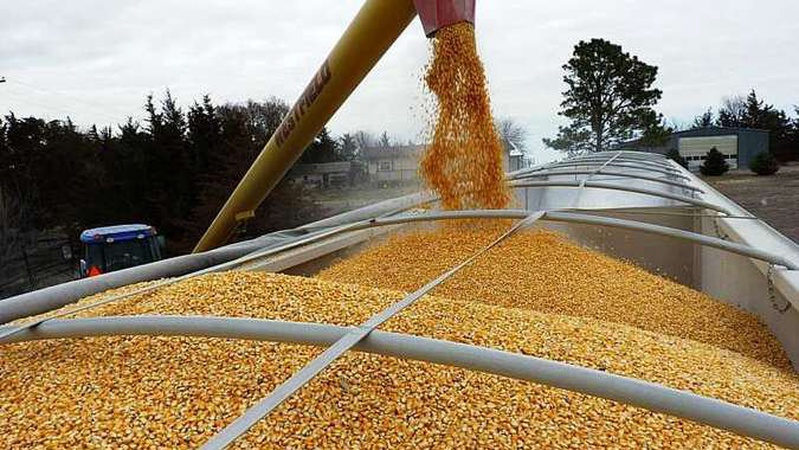 На Волині рекордний врожай зернових