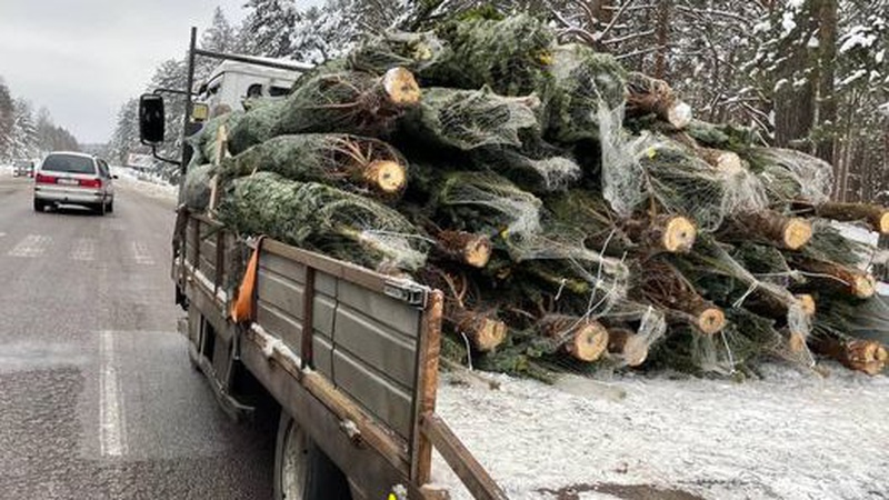 На Волині виявили вантажівку з нелегальними ялинками