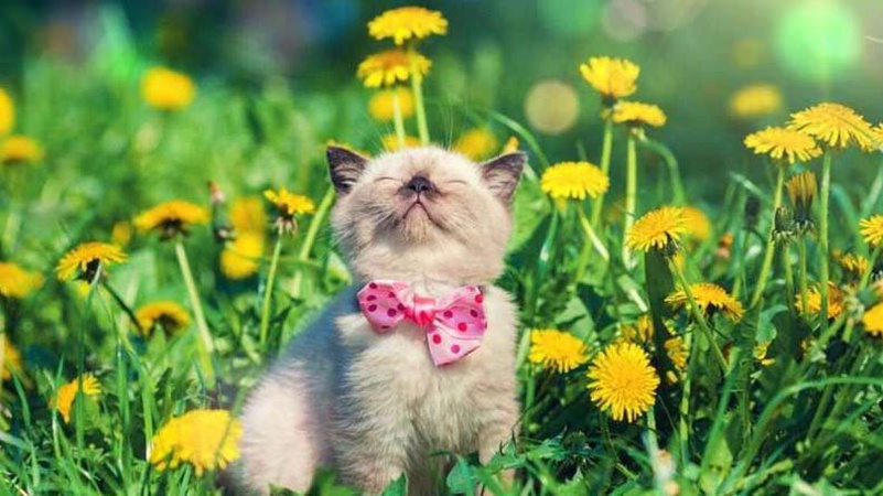 За температурними показниками на Волині почалося метеорологічне літо