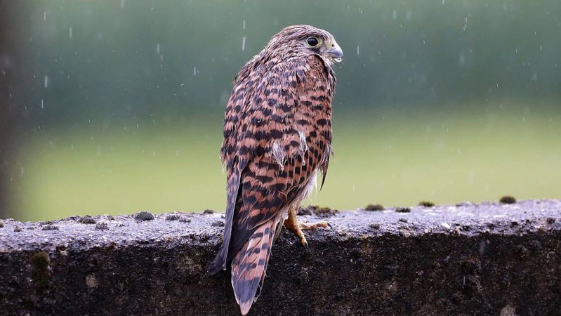 Пасмурно, вітряно й дощі: прогноз погоди на 11 березня