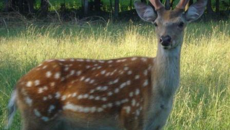 Вдруге за тиждень: на Волині вбили рідкісну тварину