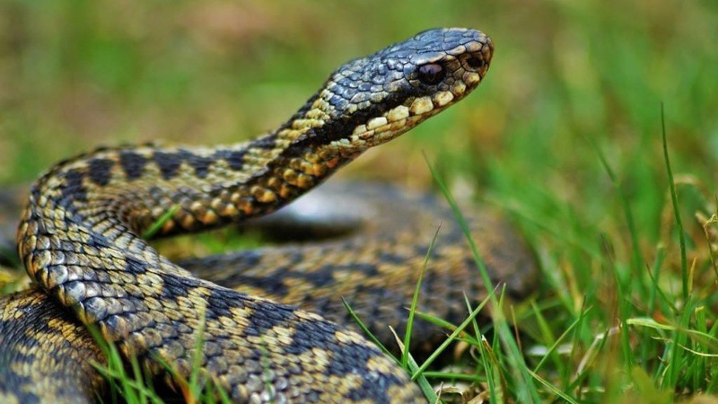 На Львівщині рятують 9-річного хлопчика, якого напередодні вкусила змія