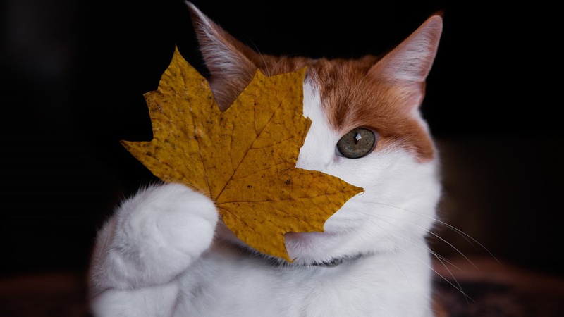 Якою буде погода на вихідних у Луцьку та на Волині