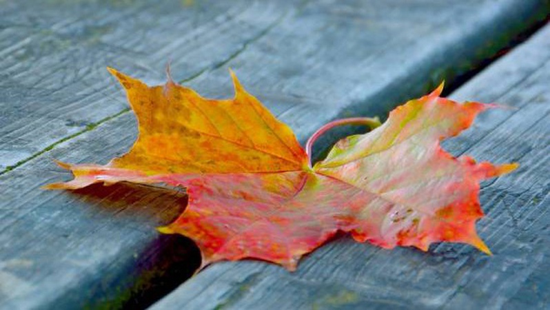 Нічний мороз та тумани: синоптики дали прогноз на початок тижня