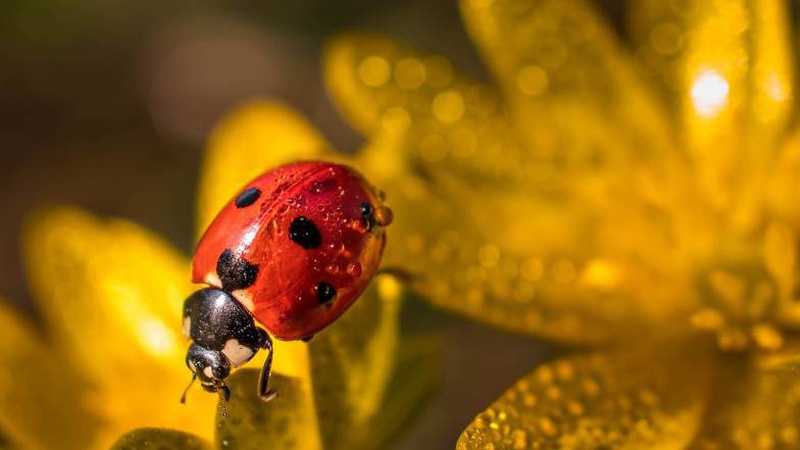 Спека на півдні та дощі на заході: погода на 3 червня