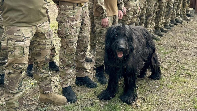 На лінії фронту поліцейські-добровольці з Волині дбають про чотирилапих побратимів