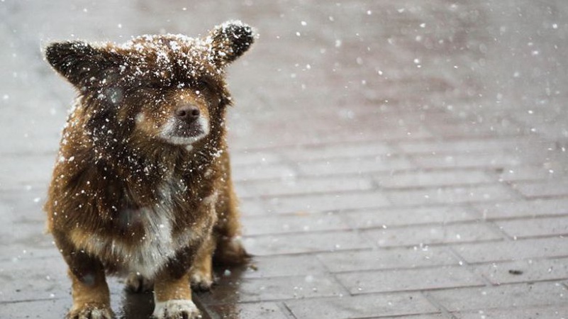 Сильні пориви вітру та мокрий сніг: прогноз погоди на 18 січня