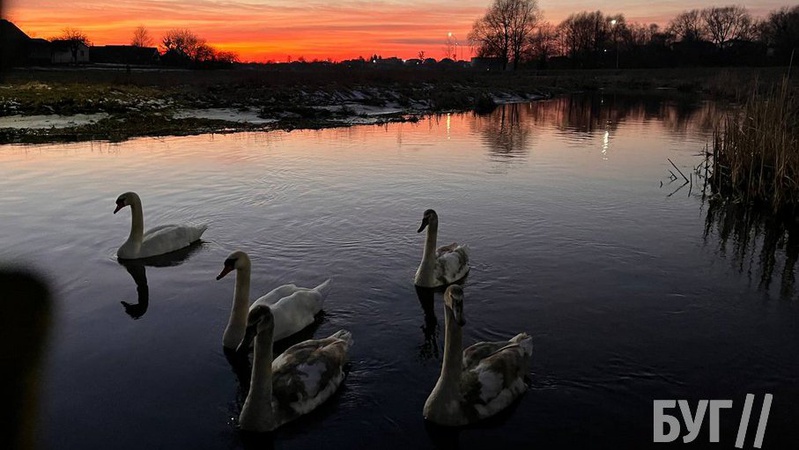 На річці Луга у Володимирі оселилися лебеді