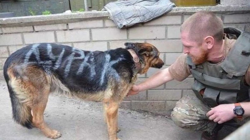 Українські бійці врятували вівчарку, яку окупанти розмалювали фарбою і морили голодом