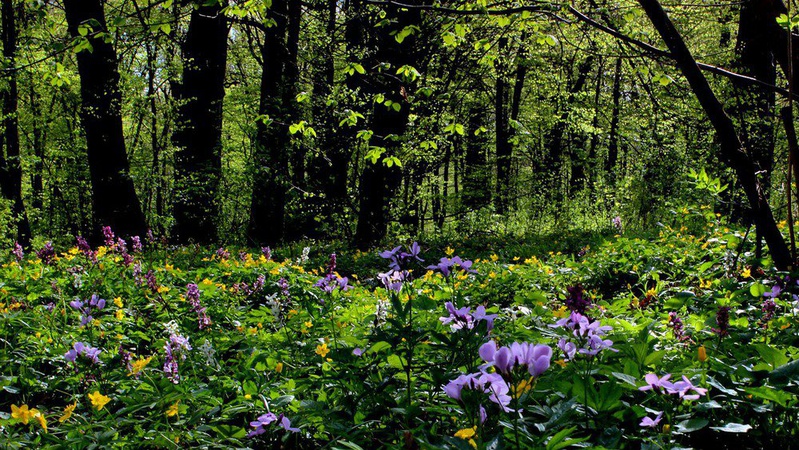 На Волині 32 гектари лісових земель вартістю 95 мільйонів гривень повернули у власність держави