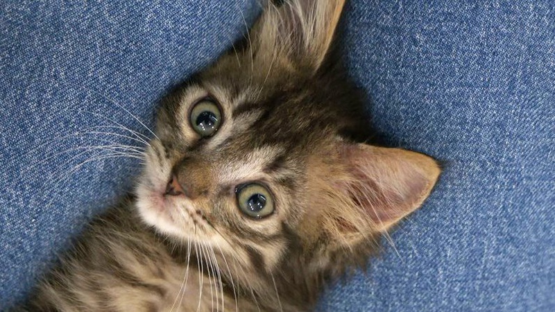 Евакуйований кіт Кавун із Херсонщини оселився у волинській родині