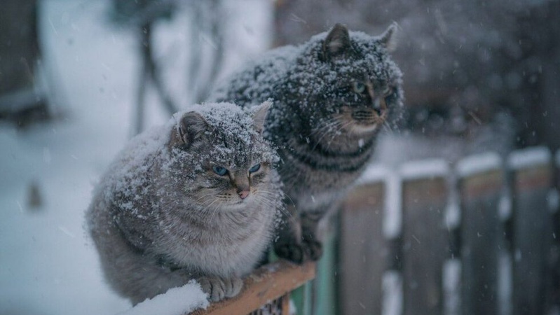 Місцями мокрий сніг та дощ: прогноз погоди на 19 лютого
