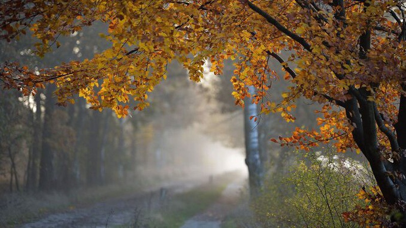 Хмарно та місцями дощі: прогноз погоди на 19 жовтня