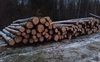 На Волині знайшли гори краденої деревини. ФОТО