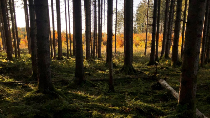 У районі на Волині заборонили ходити та їздити по лісі