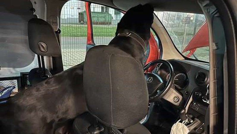 На волинській митниці лабладор винюхав гашиш