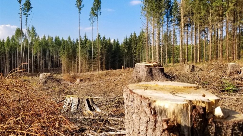 У громаді на Волині громаді виявлятимуть незаконні рубки дерев і каратимуть порушників