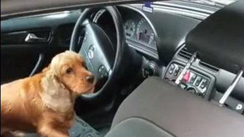 На «Ягодині» собака винюхав наркотики у сумці 24-річного волинянина