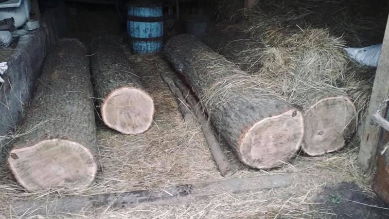 Знайшли селянина, який вирізає та краде ліс на Волині