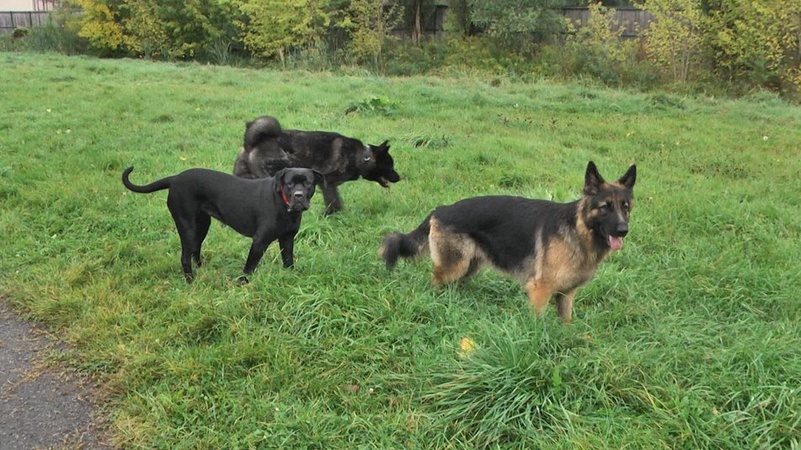Скільки майданчиків для вигулу собак облаштовано в Луцьку