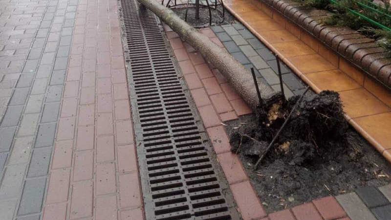 На центральній вулиці Луцька від вітру впало дерево. ФОТО