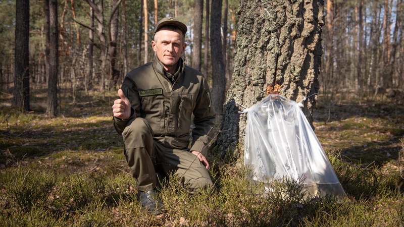 На Волині розпочався сезон заготівлі березового соку