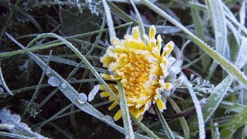 Синоптики попередили про сильні заморозки