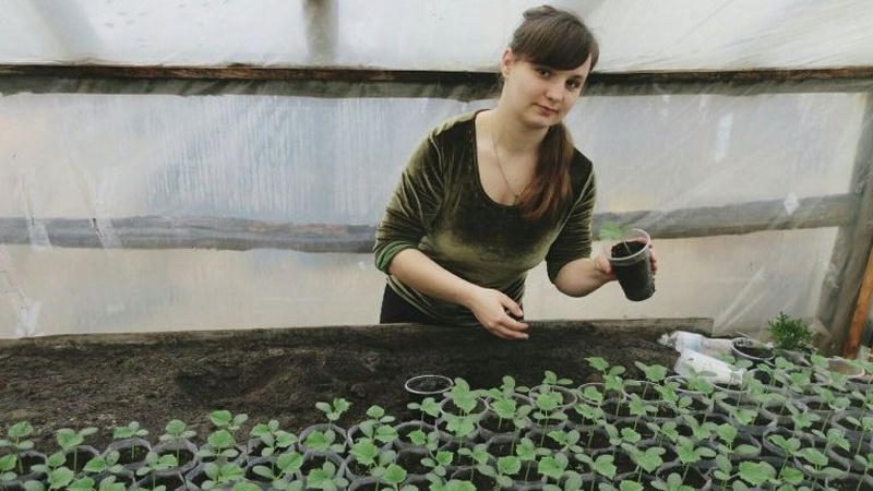 Подружжя з Волині – про секрети вирощування розсади овочів