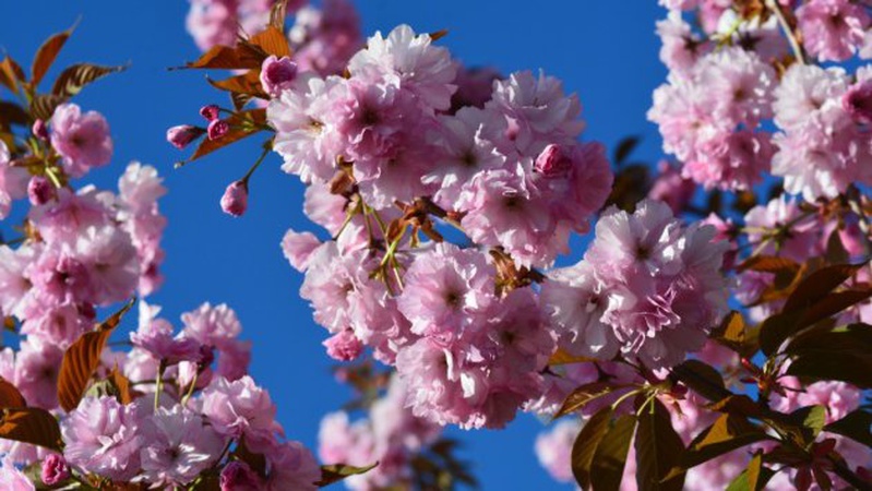 В Україні переважно без опадів, вдень до 17°